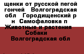 щенки от русской пегой гончей - Волгоградская обл., Городищенский р-н, Самофаловка п. Животные и растения » Собаки   . Волгоградская обл.